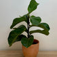 Ficus Lyrata