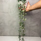 Ceropegia Woodii