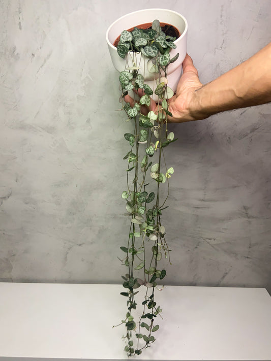 Ceropegia Woodii
