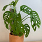 Monstera Adansoni