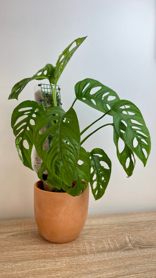 Monstera Adansoni