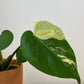 Monstera Deliciosa Aurea Variegata