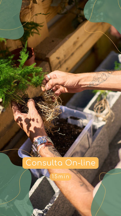 Assessoria para Cuidar as Tuas Plantas com Sucesso