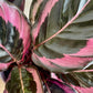 Calathea Dottie