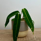 Anthurium Warocqueanum