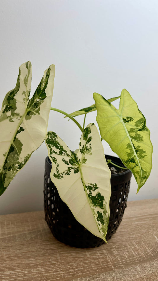 Alocasia Frydek Variegata