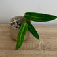 Anthurium Warocqueanum