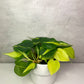 Philodendron Brasil