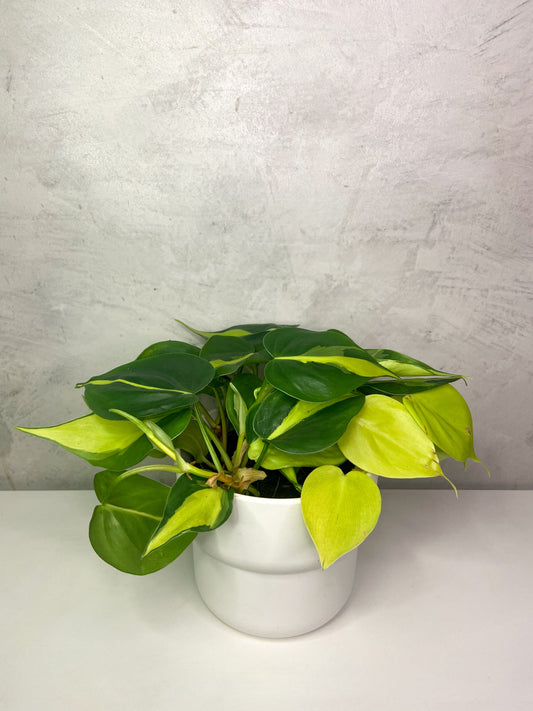 Philodendron Brasil