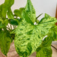 Syngonium Mottled Mojito