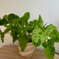 Syngonium Mottled Mojito