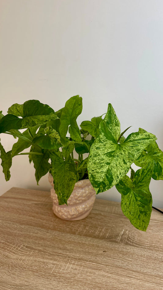 Syngonium Mottled Mojito
