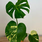 Monstera Deliciosa Aurea Variegata