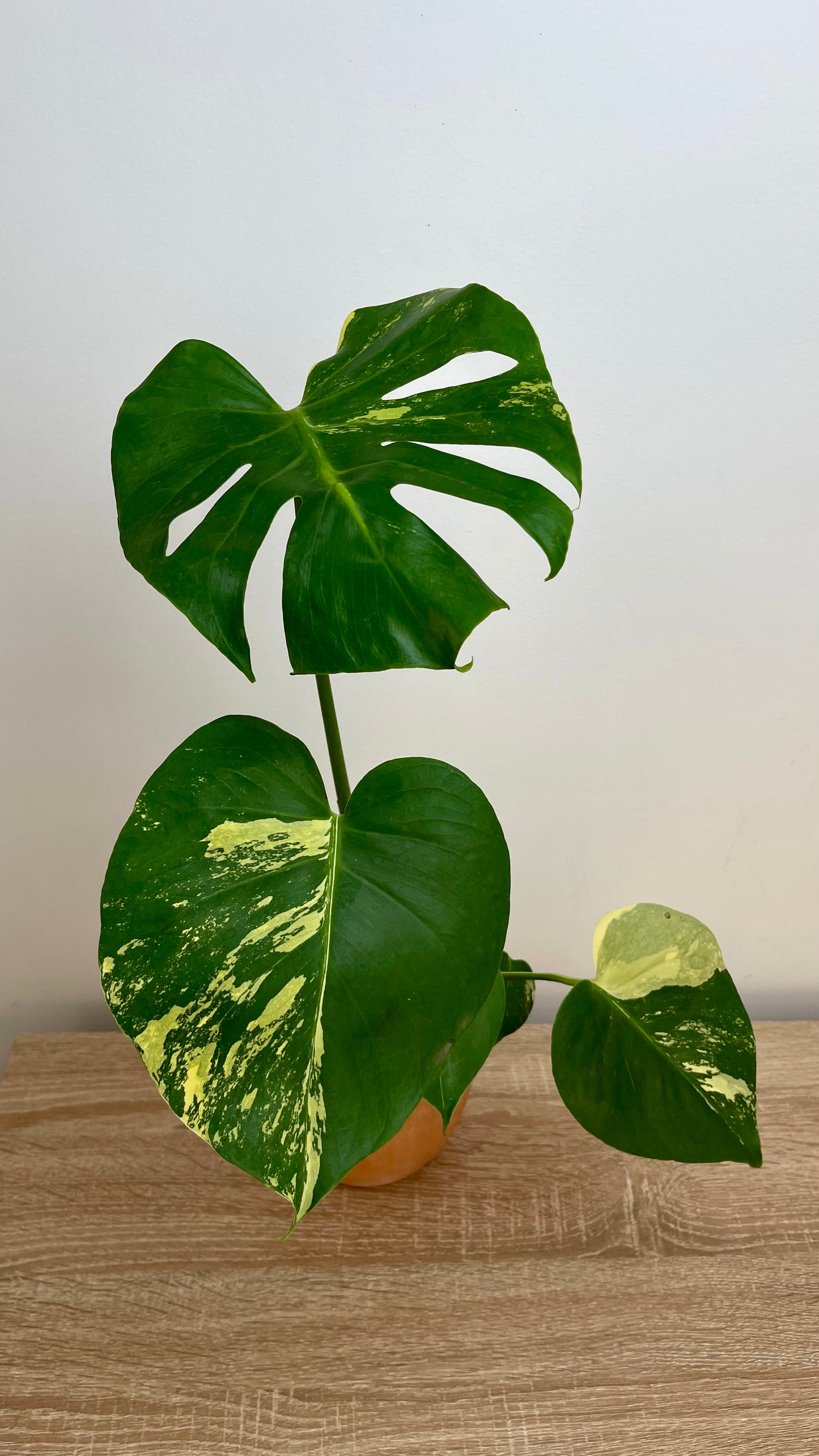 Monstera Deliciosa Aurea Variegata