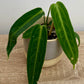 Anthurium Warocqueanum