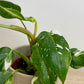 Philodendron White Princess
