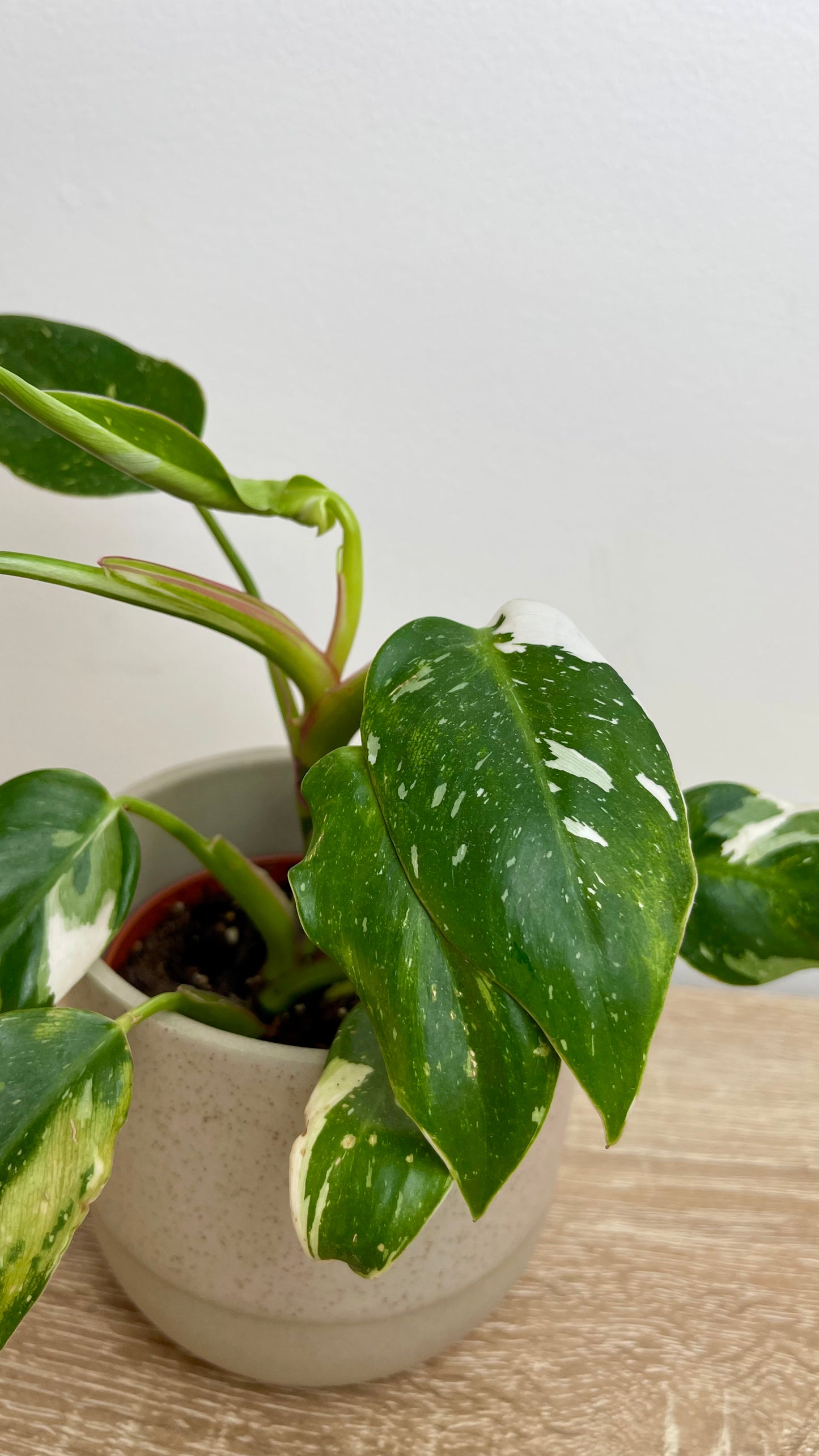 Philodendron White Princess