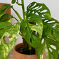 Monstera Adansonii Variegata