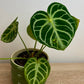 Anthurium Silver Blush Baby