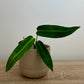 Anthurium Warocqueanum