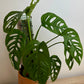 Monstera Adansoni