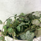 Ceropegia Woodii