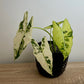 Alocasia Frydek Variegata