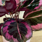 Calathea Dottie