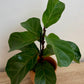 Ficus Lyrata