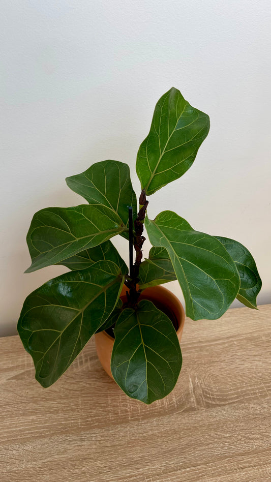 Ficus Lyrata