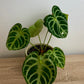 Anthurium Silver Blush Baby