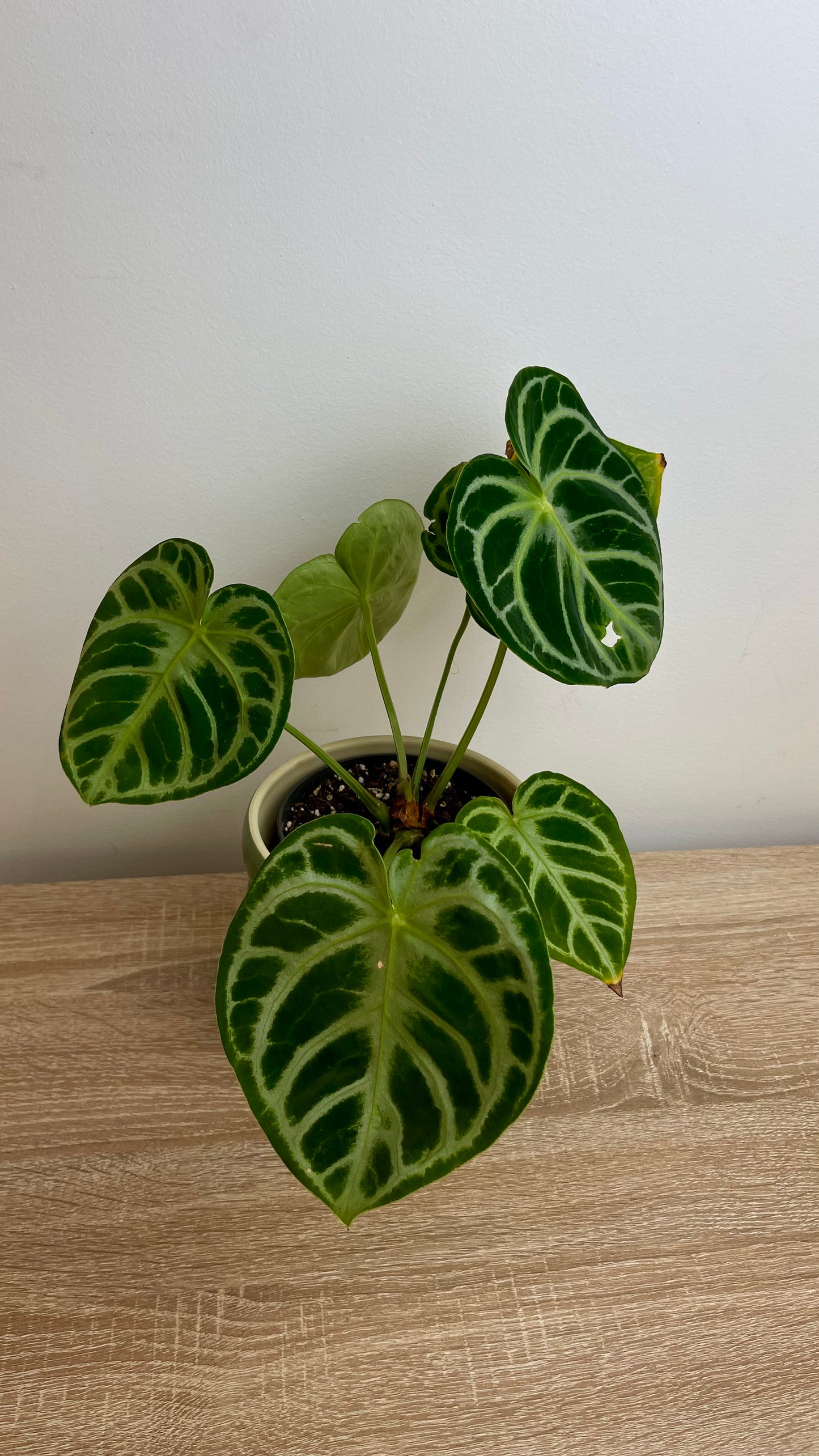 Anthurium Silver Blush Baby