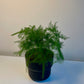 Asparagus Setaceus