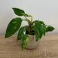Philodendron White Princess