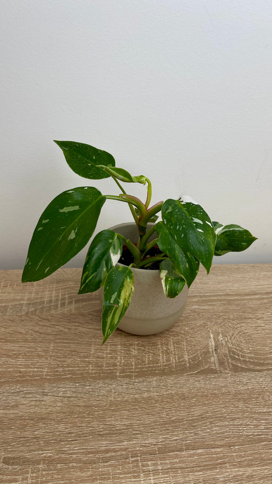Philodendron White Princess