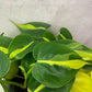 Philodendron Brasil