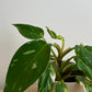 Philodendron White Princess