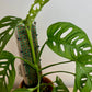 Monstera Adansoni