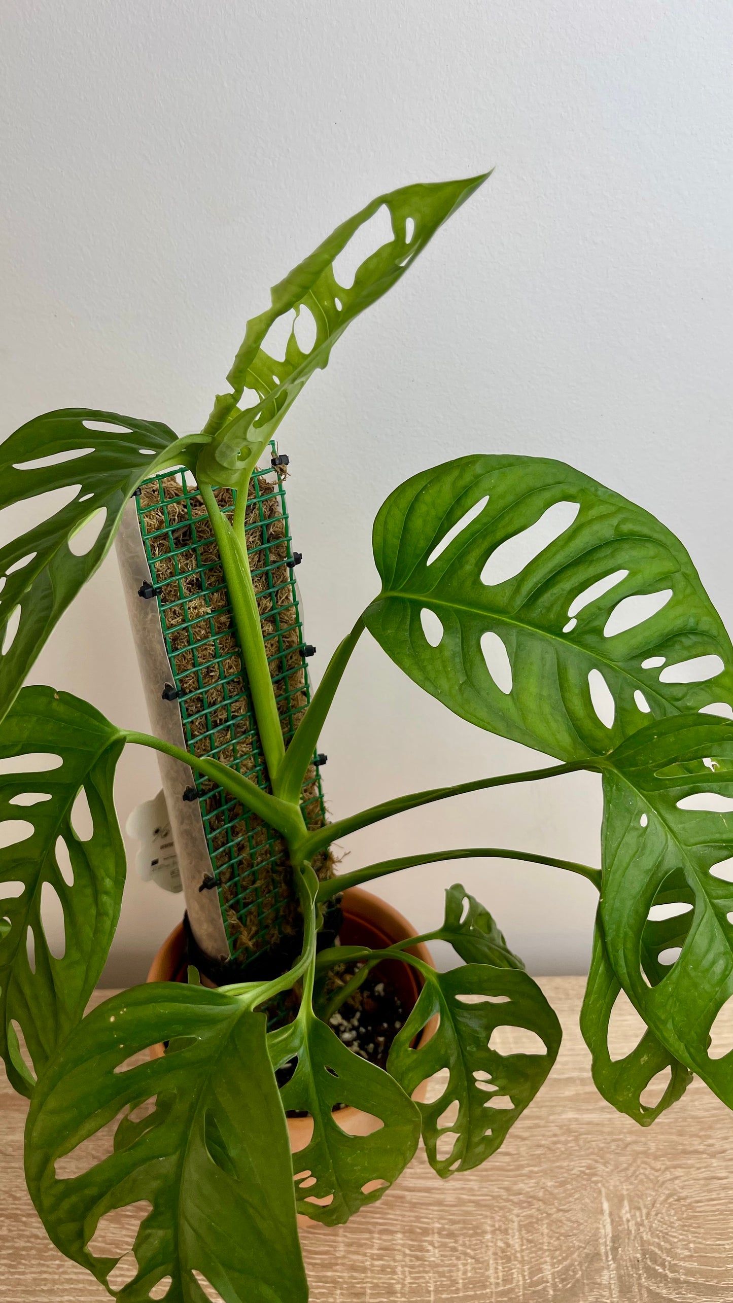 Monstera Adansoni