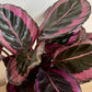 Calathea Dottie