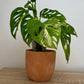 Monstera Adansonii Variegata