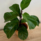 Ficus Lyrata