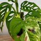 Monstera Adansonii Variegata
