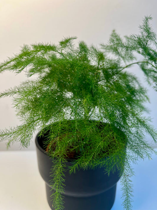 Asparagus Setaceus