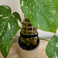 Monstera Thai Constelattion com tutor
