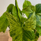 Syngonium Mottled Mojito