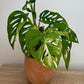 Monstera Adansonii Variegata