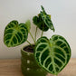 Anthurium Silver Blush Baby