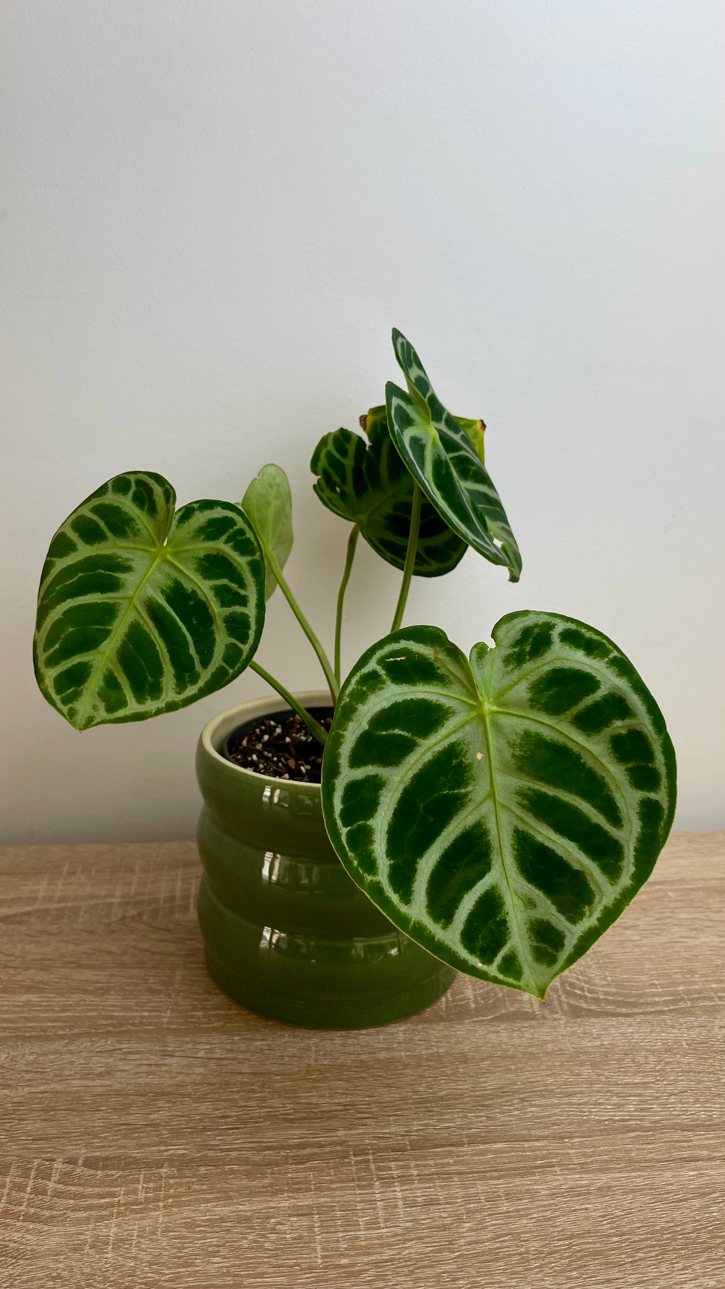 Anthurium Silver Blush Baby