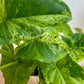 Syngonium Mottled Mojito
